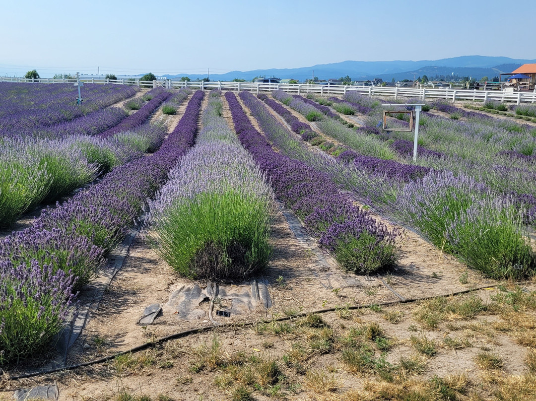 Longview Lavender Farm景点图片