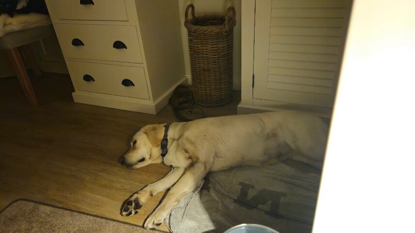 Landhotel Langholz主图