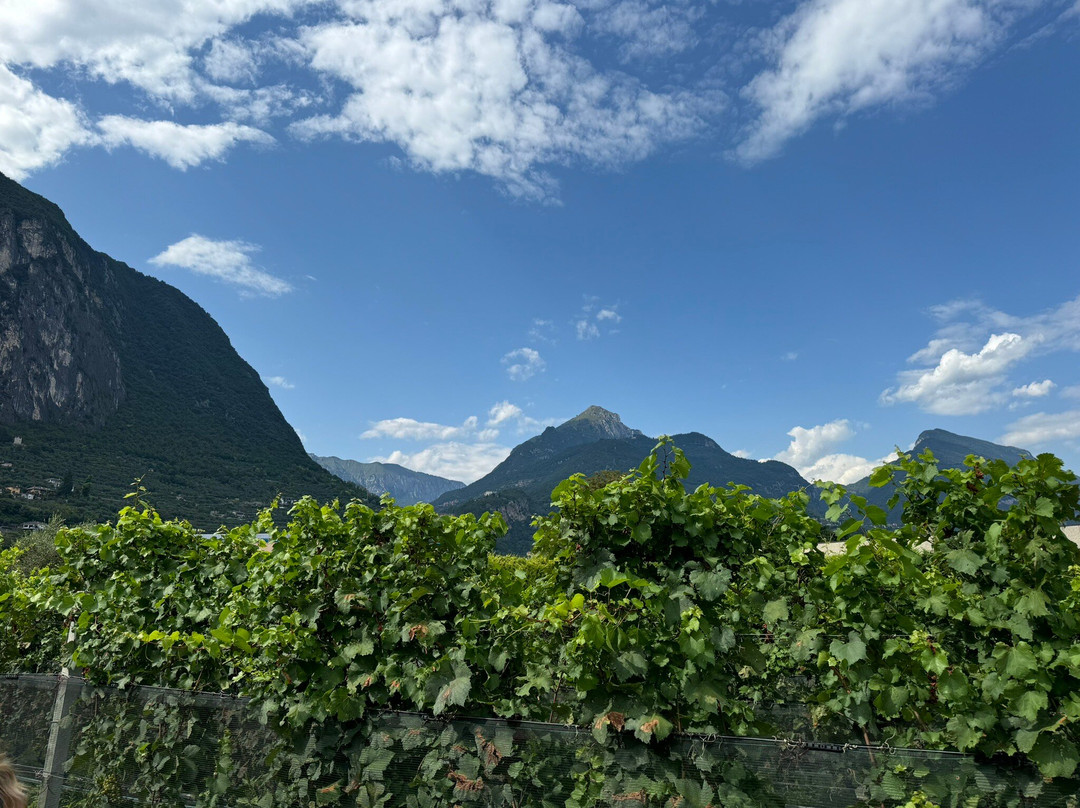 Azienda Agricola Comai景点图片