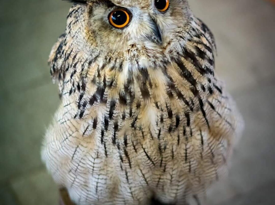 Centro di Falconeria Messaggeri Alati景点图片