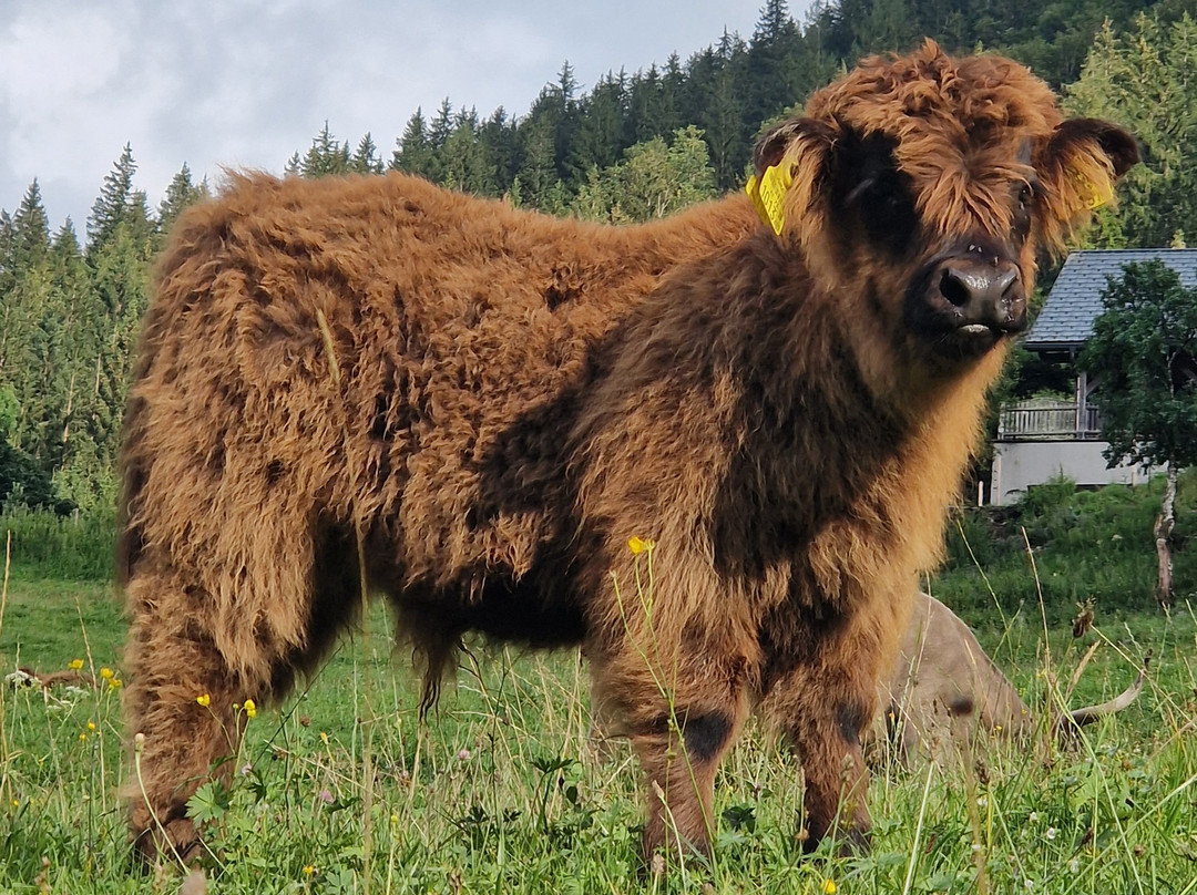 Lacken Biobauernhof主图