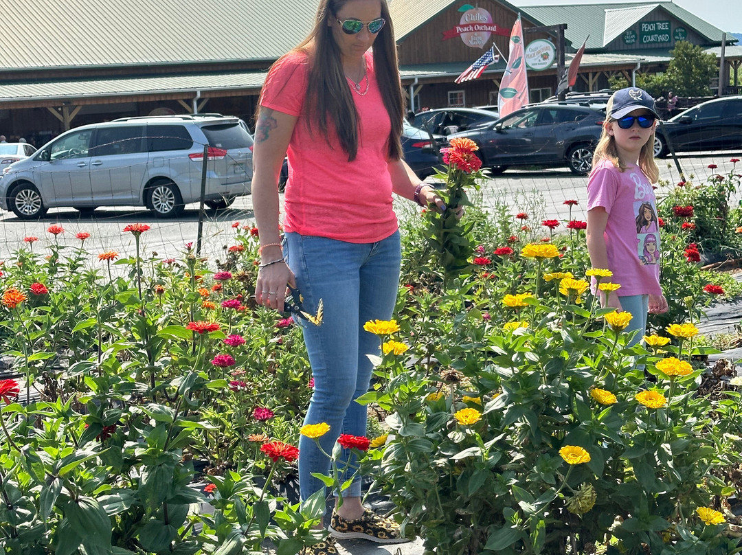 Chiles Peach Orchard-Crozet必去景点