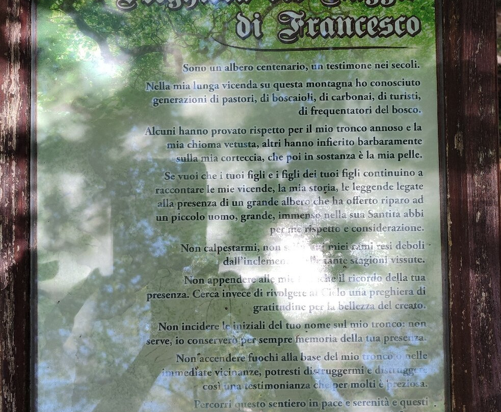 Faggio di San Francesco景点图片