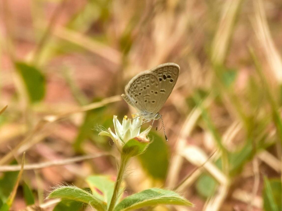 Anawilundawa Wetland Sanctuary景点图片