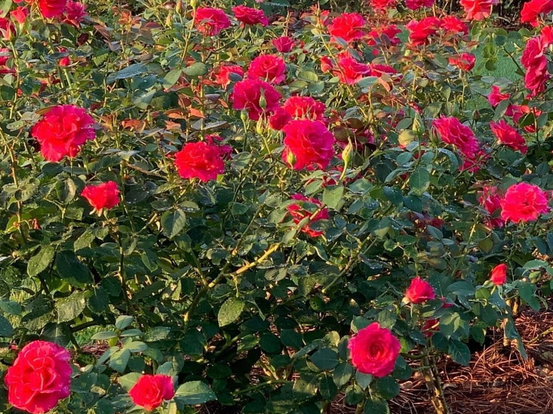 Fayetteville Rose Garden景点图片