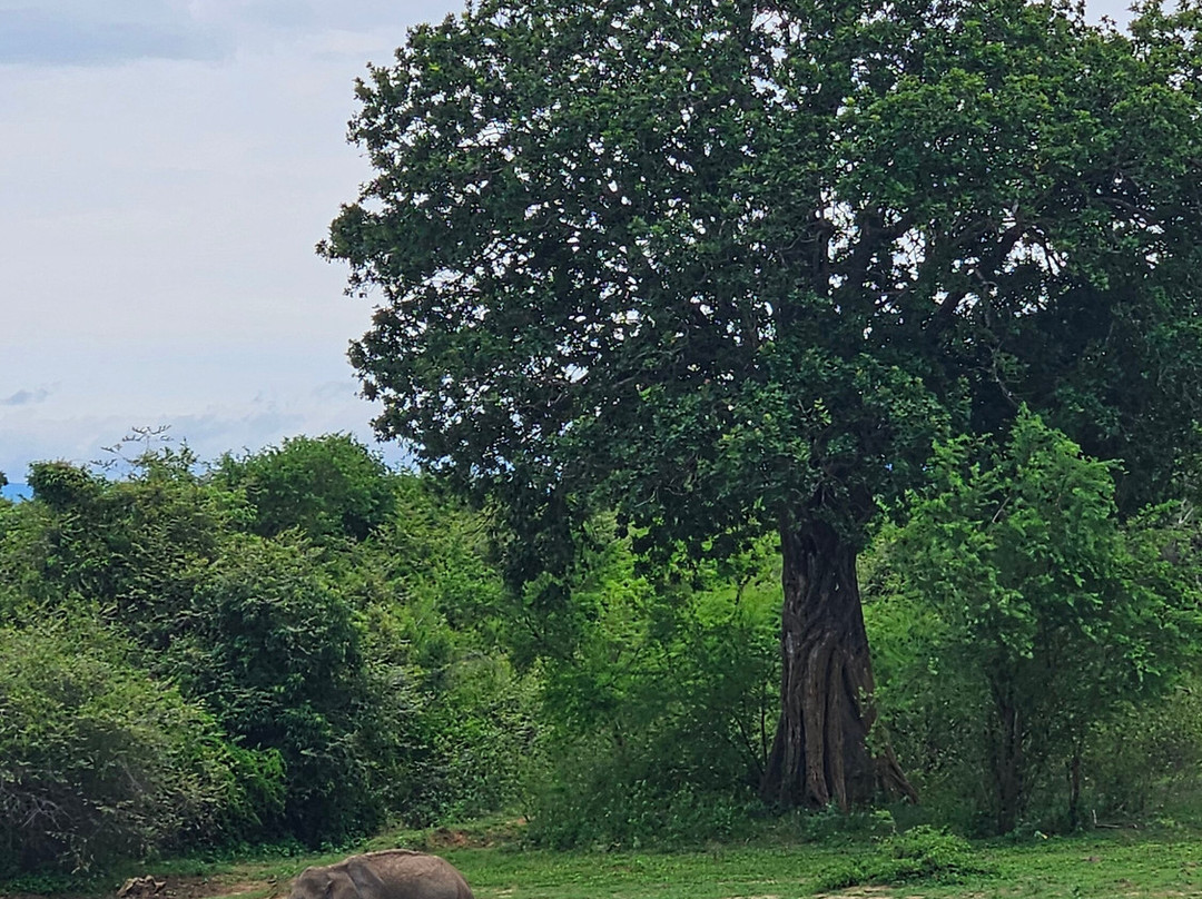 Wild Vibes Safari Tours Udawalawe-乌达瓦拉瓦必去景点
