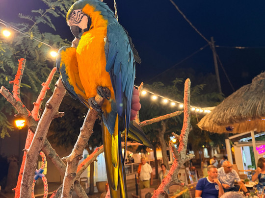 Cheeki Tiki Bar-桑塔尼必去景点