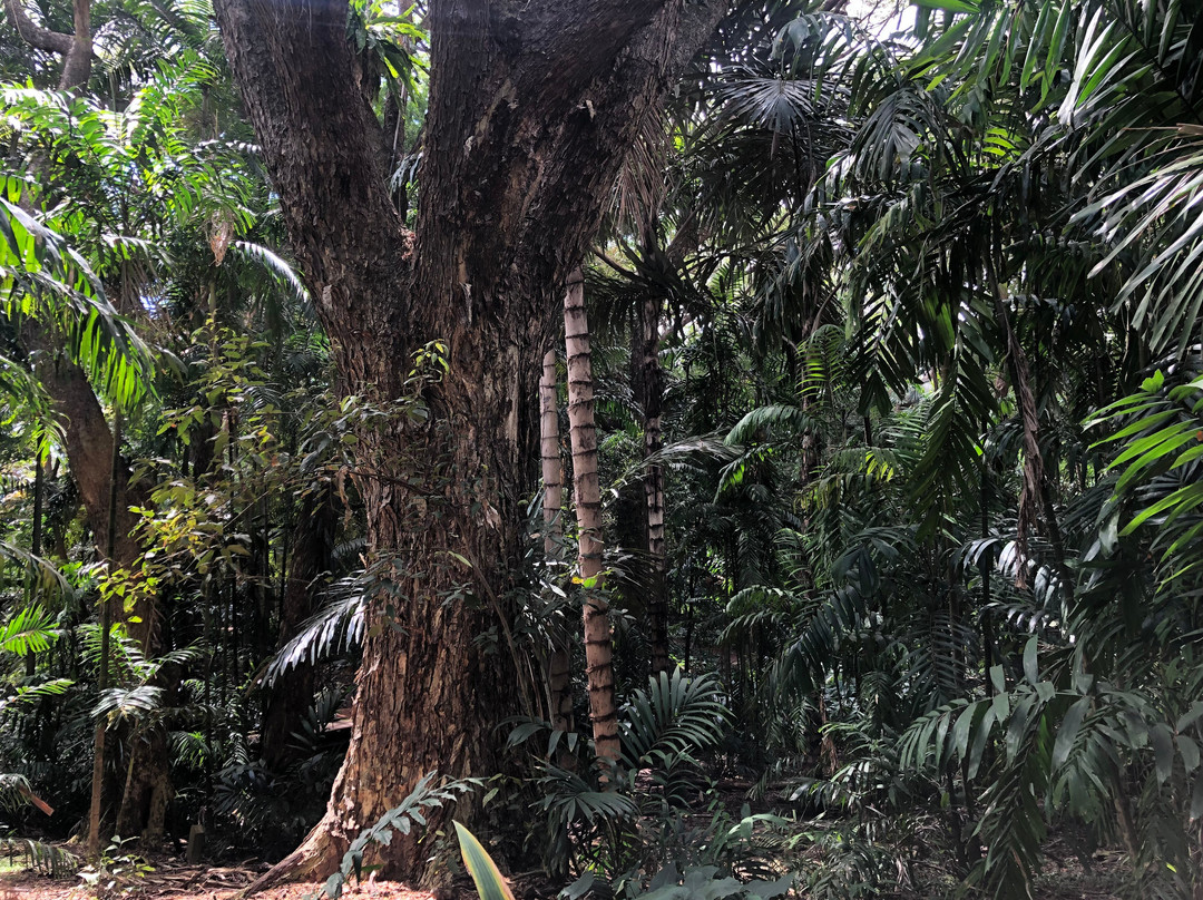 Townsville Palmetum-汤斯维尔必去景点
