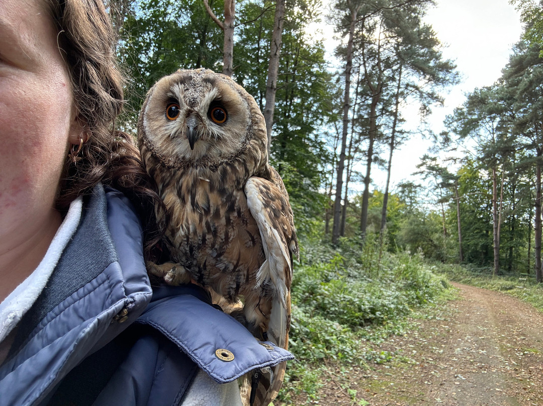 East Sussex Falconry景点图片