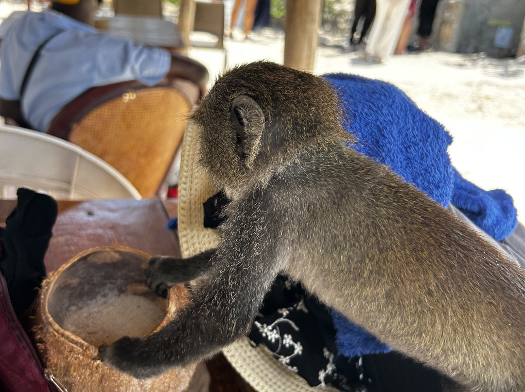 Jamal Zanzibar-石头城必去景点