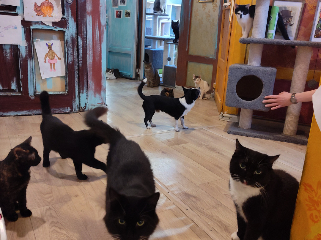 Cat Museum-明斯克必去景点