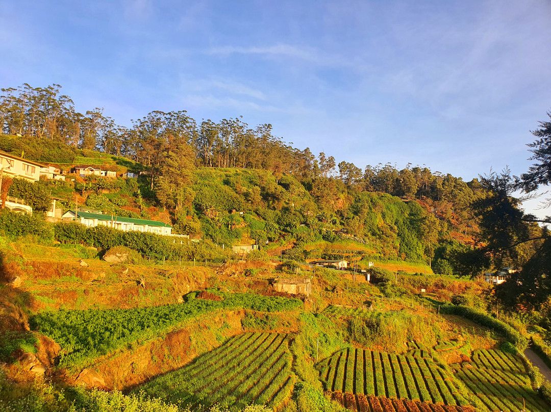 Oak Ray Summer Hill Breeze主图