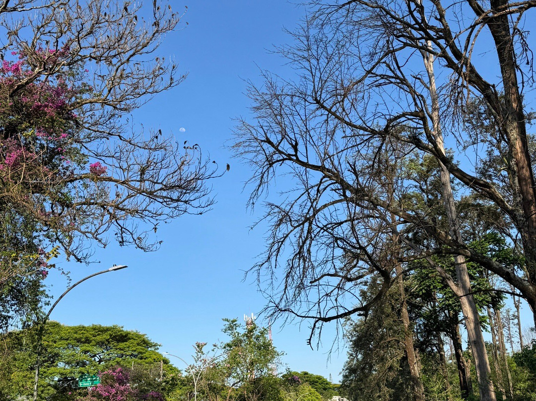 Bosque das Grevileas-Maringa必去景点