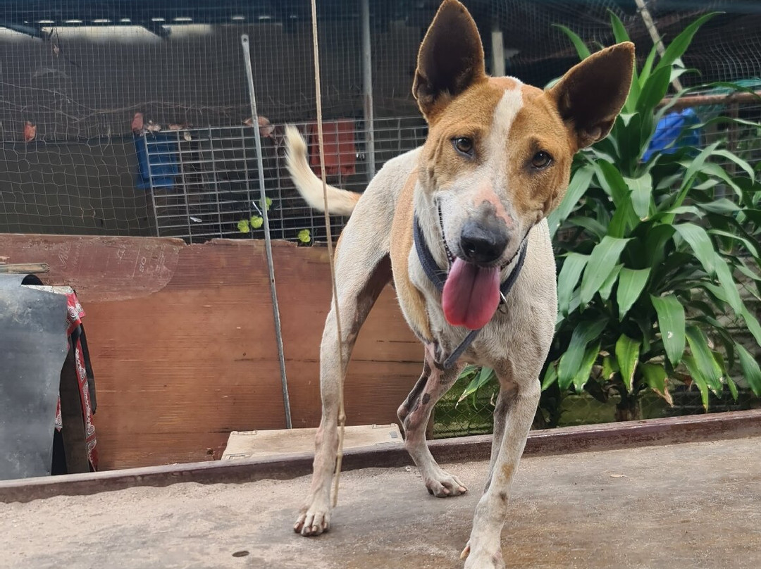 WOOFF Langkawi-瓜镇必去景点