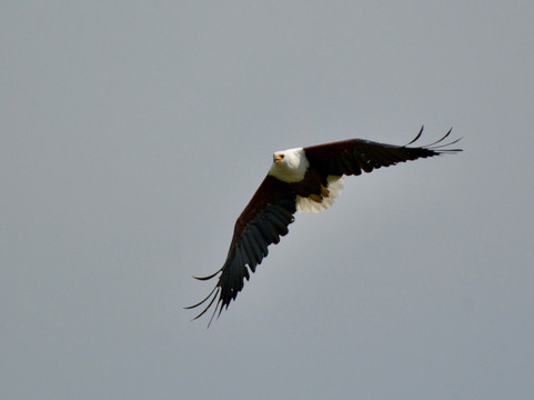 Kaizer Africa safaris-恩德培必去景点
