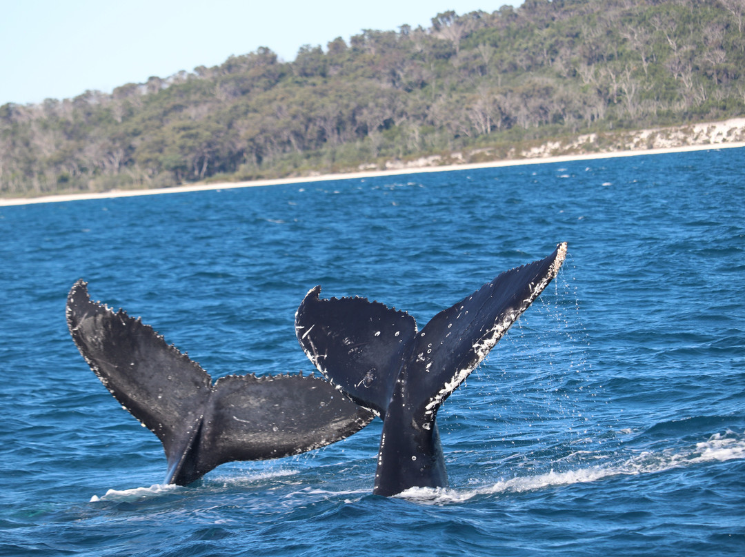 Hervey Bay Whale Watch景点图片
