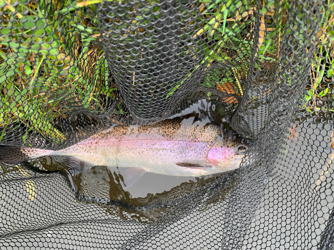 Nine Oaks Angling Centre