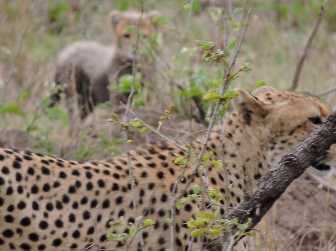 Shishangeni Main Lodge