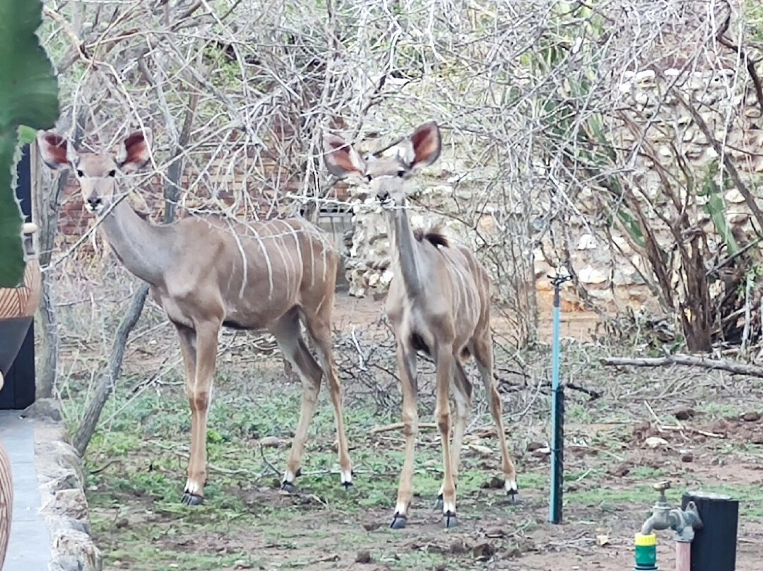 Foxy Crocodile Bush Lodge & Kruger Safaris主图