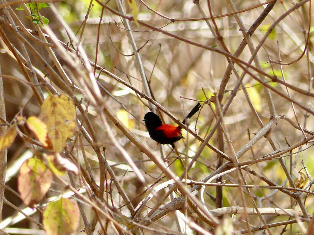 Eyes on Wildlife- 阿瑟顿必去景点