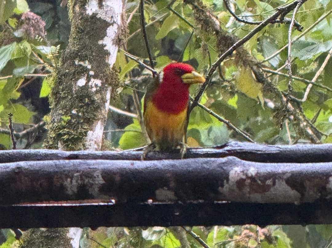 Mindo Suites Toucan Platinum主图