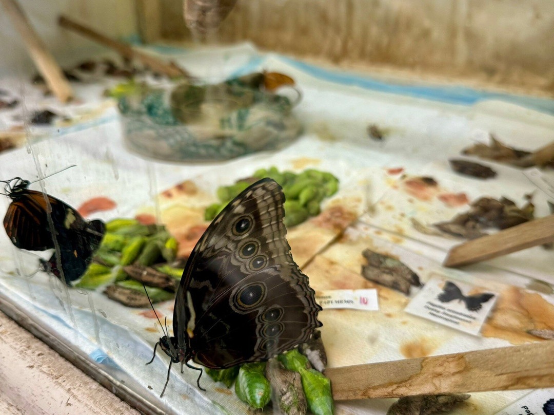 The Butterfly Place-韦斯特福德必去景点