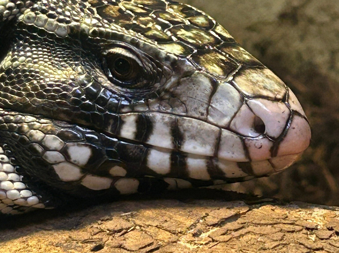 Reptilia Zoo and Education Centre Whitby-Whitby必去景点