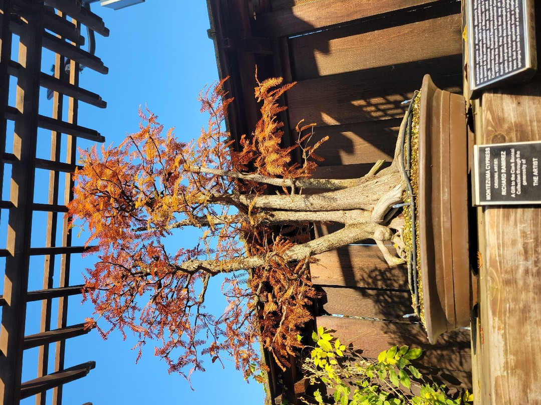 Clark Bonsai Museum-弗雷斯诺必去景点