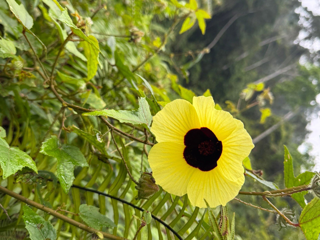 Sri Lanka Tour Experts-Nanu Oya必去景点