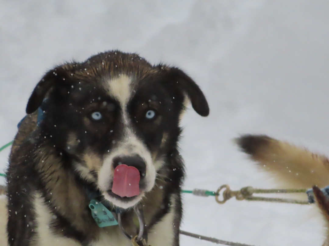 Spirit of the North Sled Dog Adventures景点图片