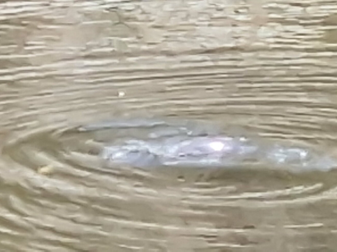 Bombala Platypus Reserve-Bombala必去景点