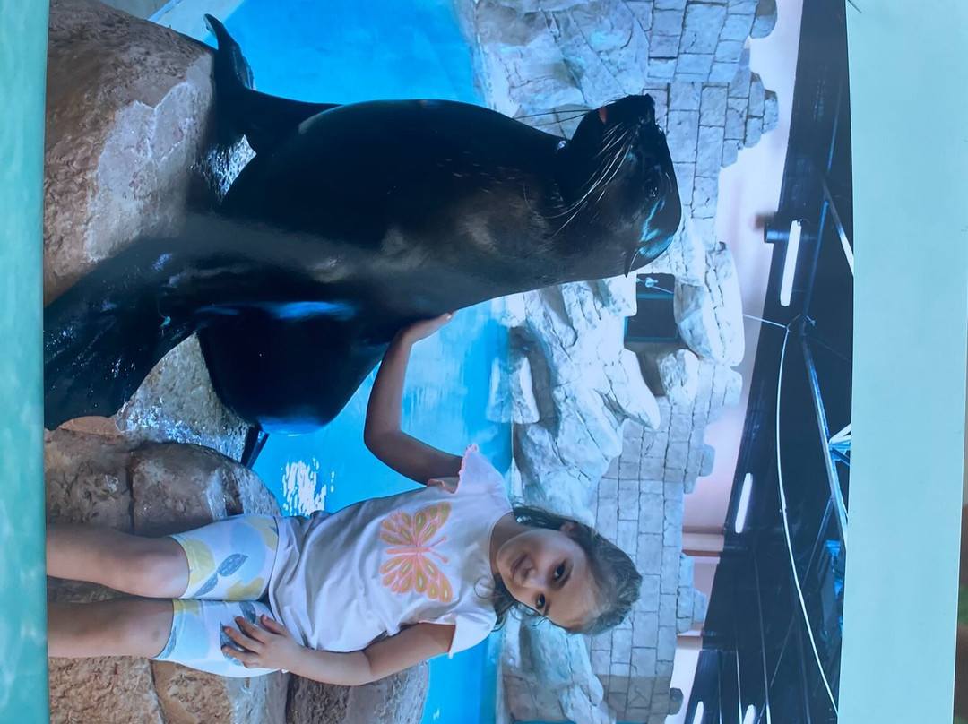 Sea Lion Point At Aquaventure World-迪拜必去景点