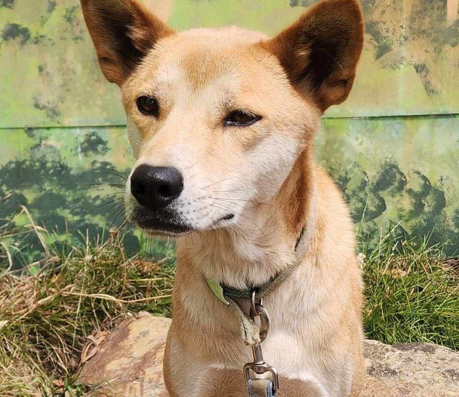 Jirrahlinga Dingo Conservation & Wildlife Education Centre景点图片
