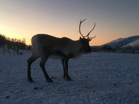 FRAMTours-特罗姆瑟必去景点