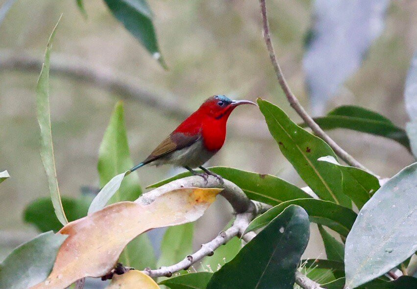Simala Retreat, Baiguney主图