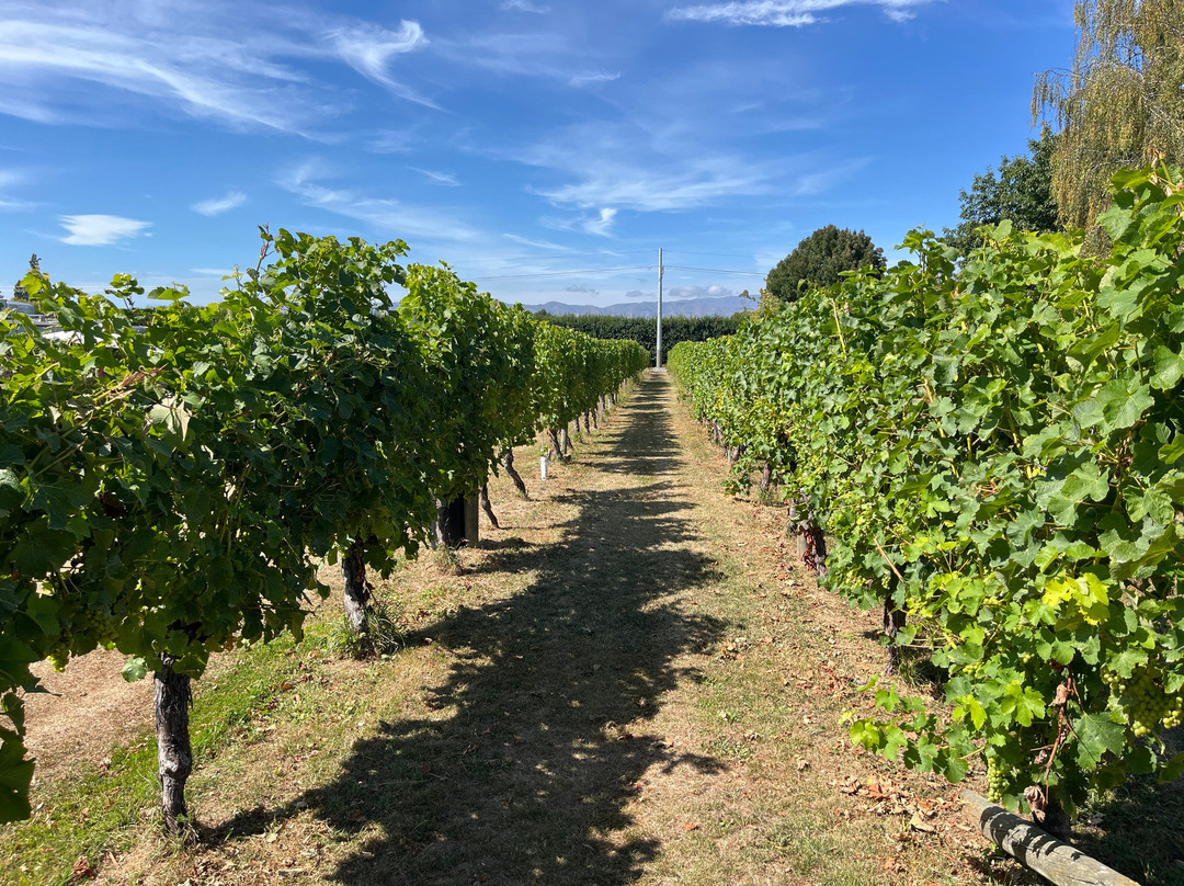 Marlborough Wine Tours-布伦海姆必去景点