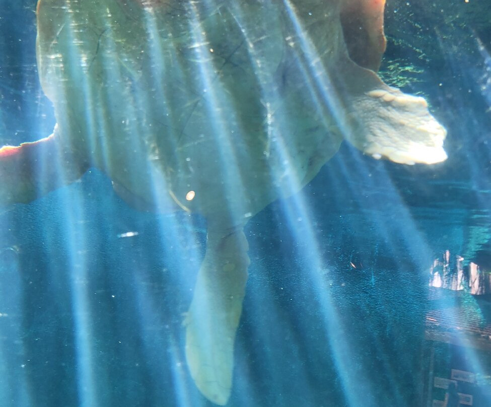 Projeto Tamar-乌巴图巴必去景点