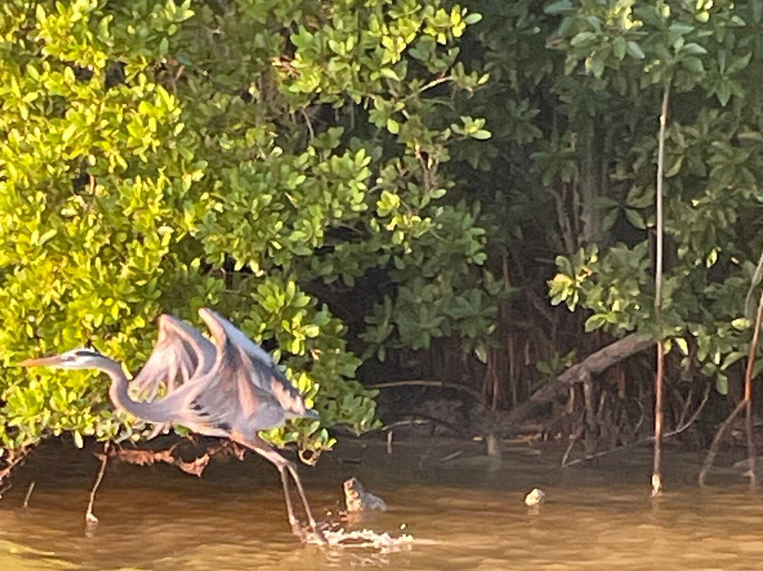 Mangroves of Dzinitun景点图片