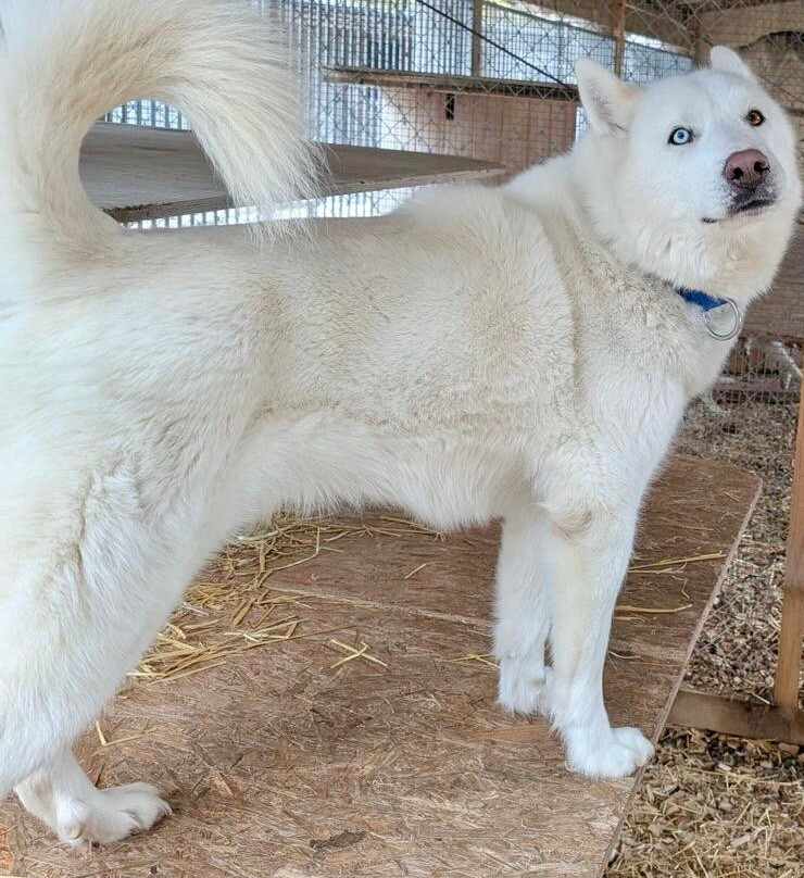 Hüttenhotel Husky Lodge主图