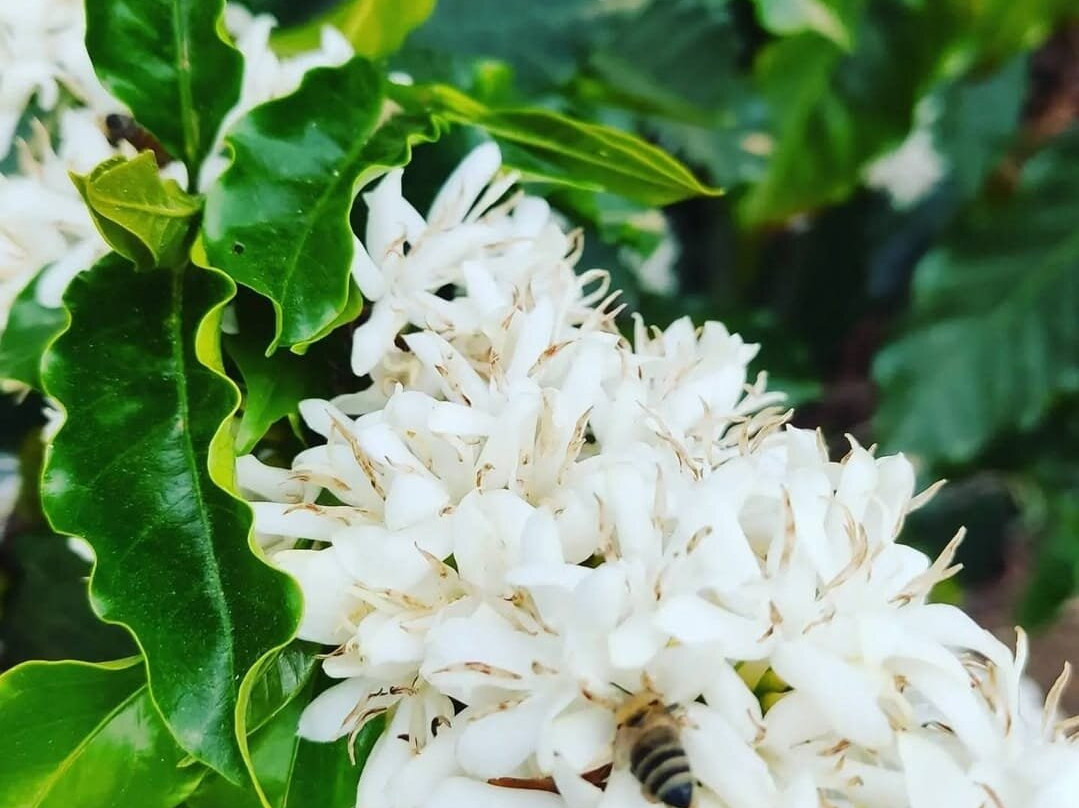 Café Sítio Do Nana