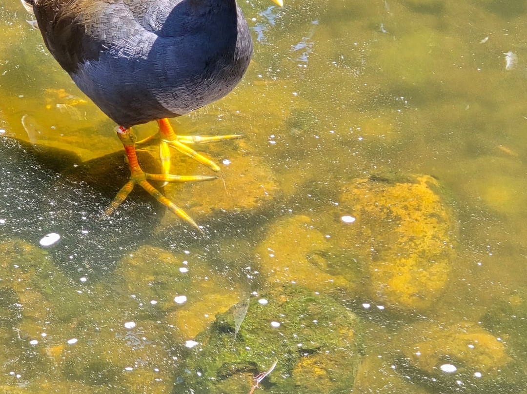 Gold Coast Regional Botanic Gardens-Benowa必去景点