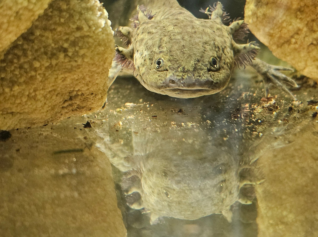 Snakeroom Serpentarium景点图片