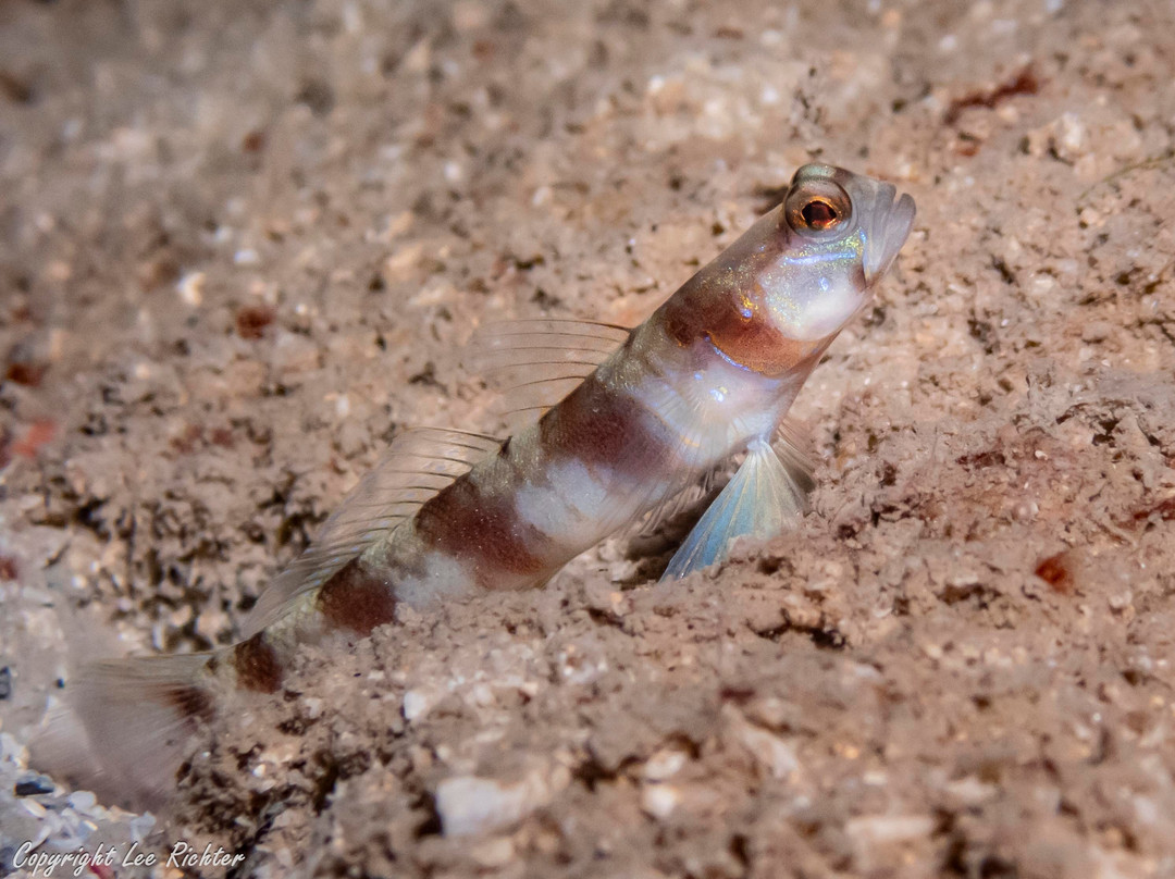 Kasa Diving - Diving Maziwe Marine Reserve-Pangani必去景点