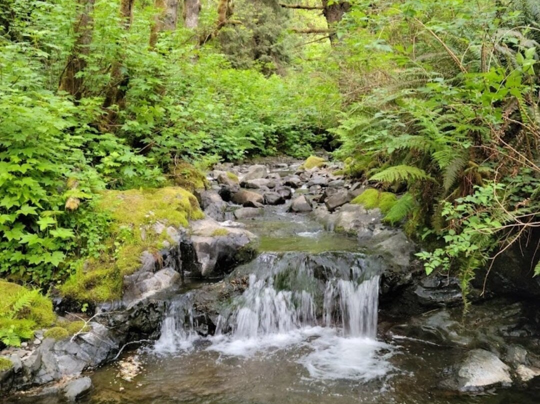 Redwood National and State Parks景点图片