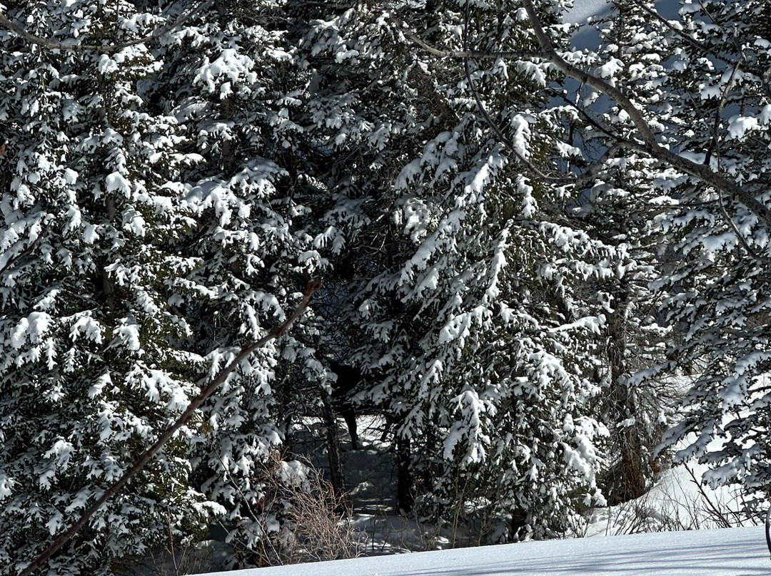 Backcountry Snowmobiling-Coalville必去景点