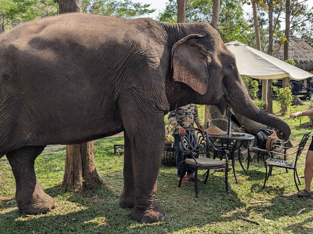 Manifa Elephant Camp景点图片