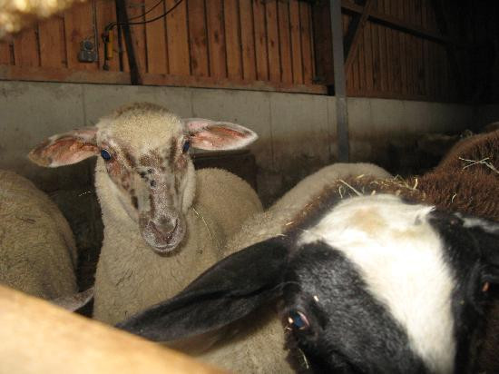 Pension Draxlerhof主图