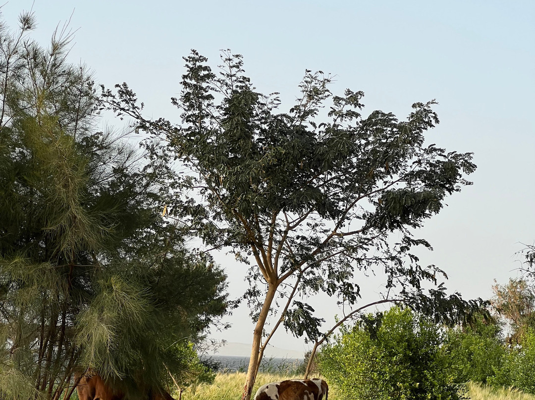 Explore Fayoum Tours景点图片