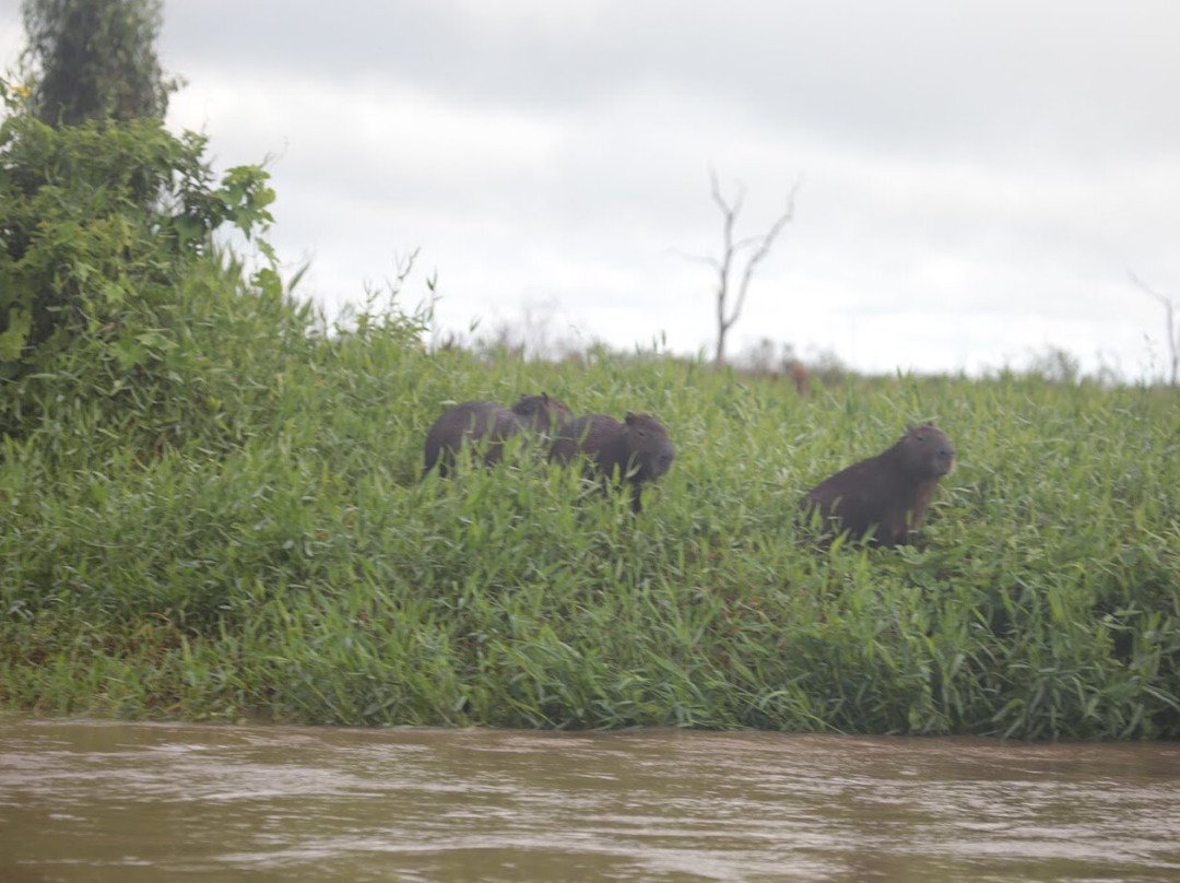 Rio Taquari-Coxim必去景点