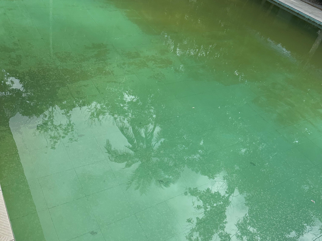 Saline Hot Spring Khlong Thom景点图片